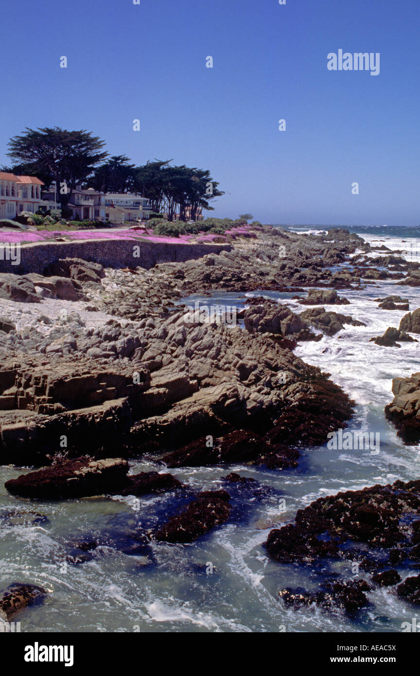 SAFTIGE rosa Blüten sind ein Zeichen des Frühlings entlang der spektakulären Küste CALIFORNIA PACIFIC GROVE S Stockfoto