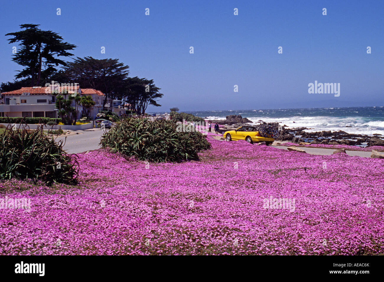 SAFTIGE rosa Blüten sind ein Zeichen des Frühlings entlang der spektakulären Küste CALIFORNIA PACIFIC GROVE S Stockfoto