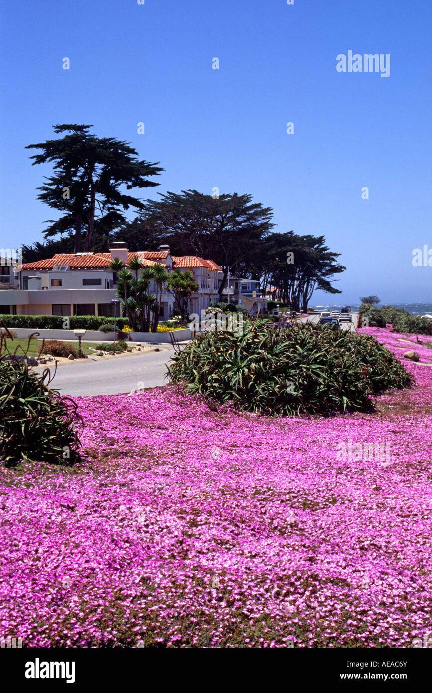 SAFTIGE rosa Blüten sind ein Zeichen des Frühlings entlang der spektakulären Küste CALIFORNIA PACIFIC GROVE S Stockfoto