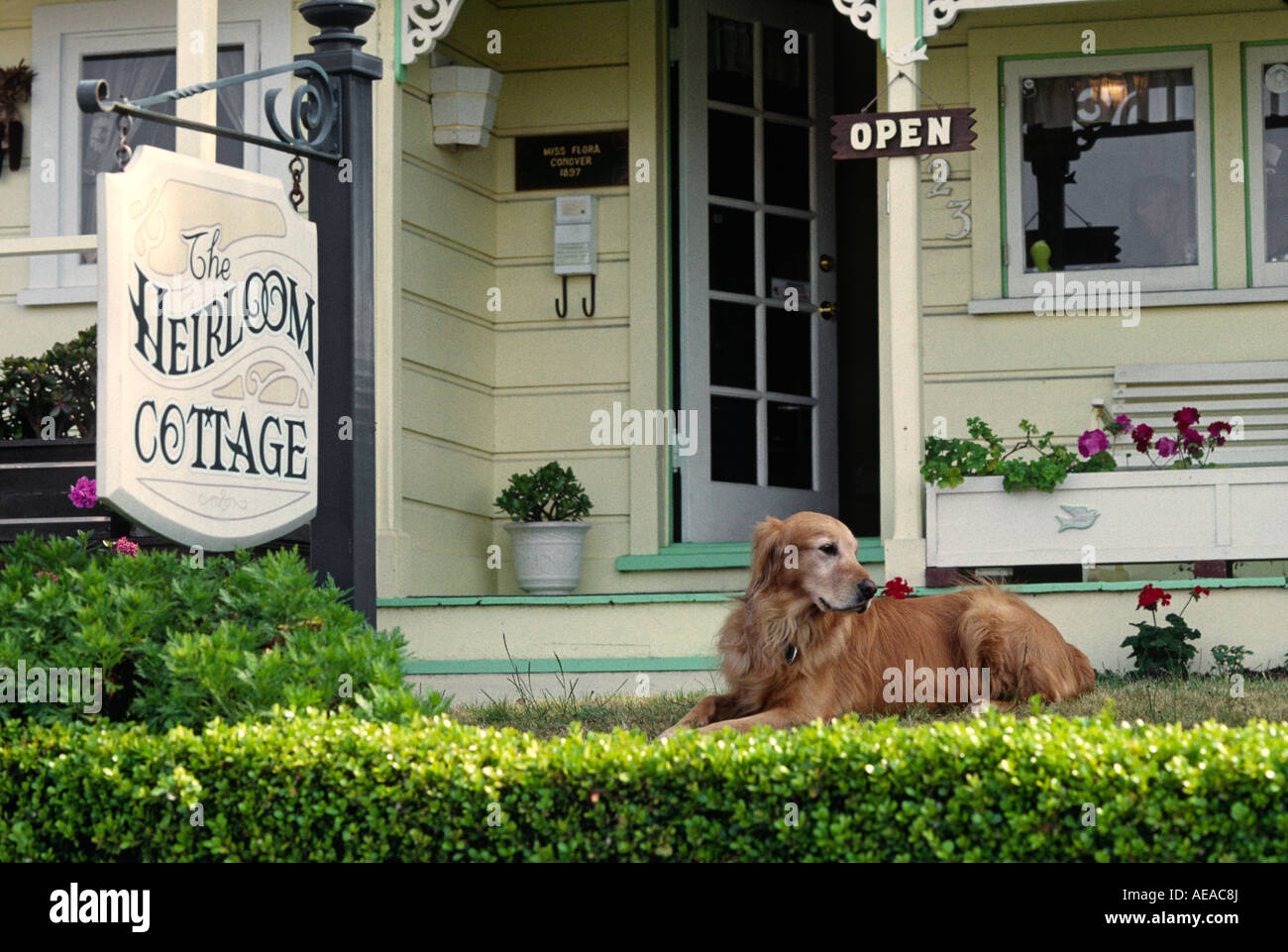 Ein goldener Retriever auf dem Rasen des Erbes COTTAGE Antik speichern PACIFIC GROVE, Kalifornien Stockfoto
