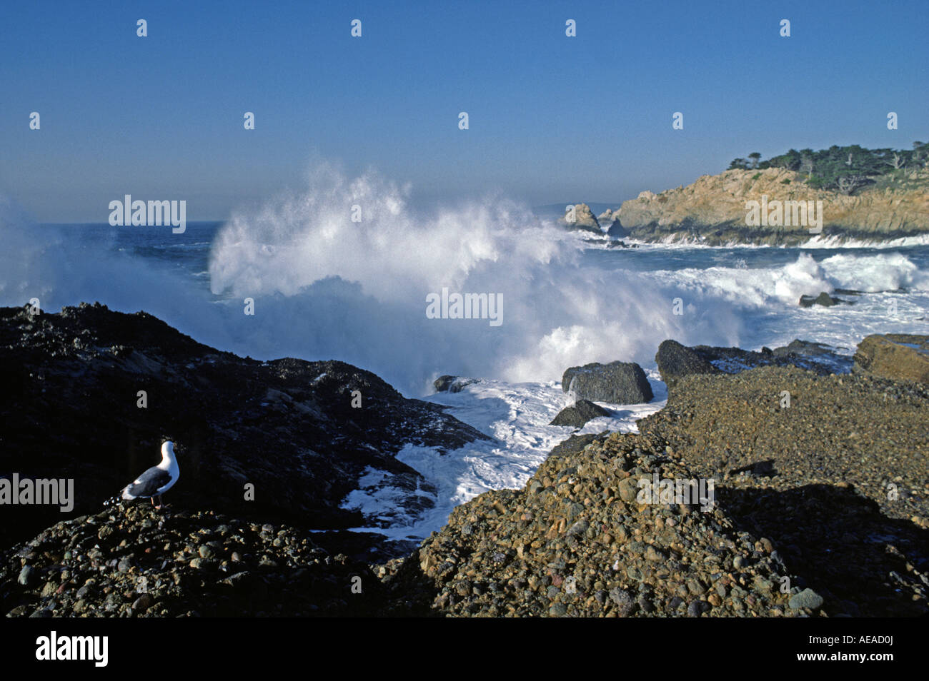 Riesigen Sturm Wellen Winterhit der Küste von POINT LOBOS STATE PARK CARMEL Kalifornien Stockfoto