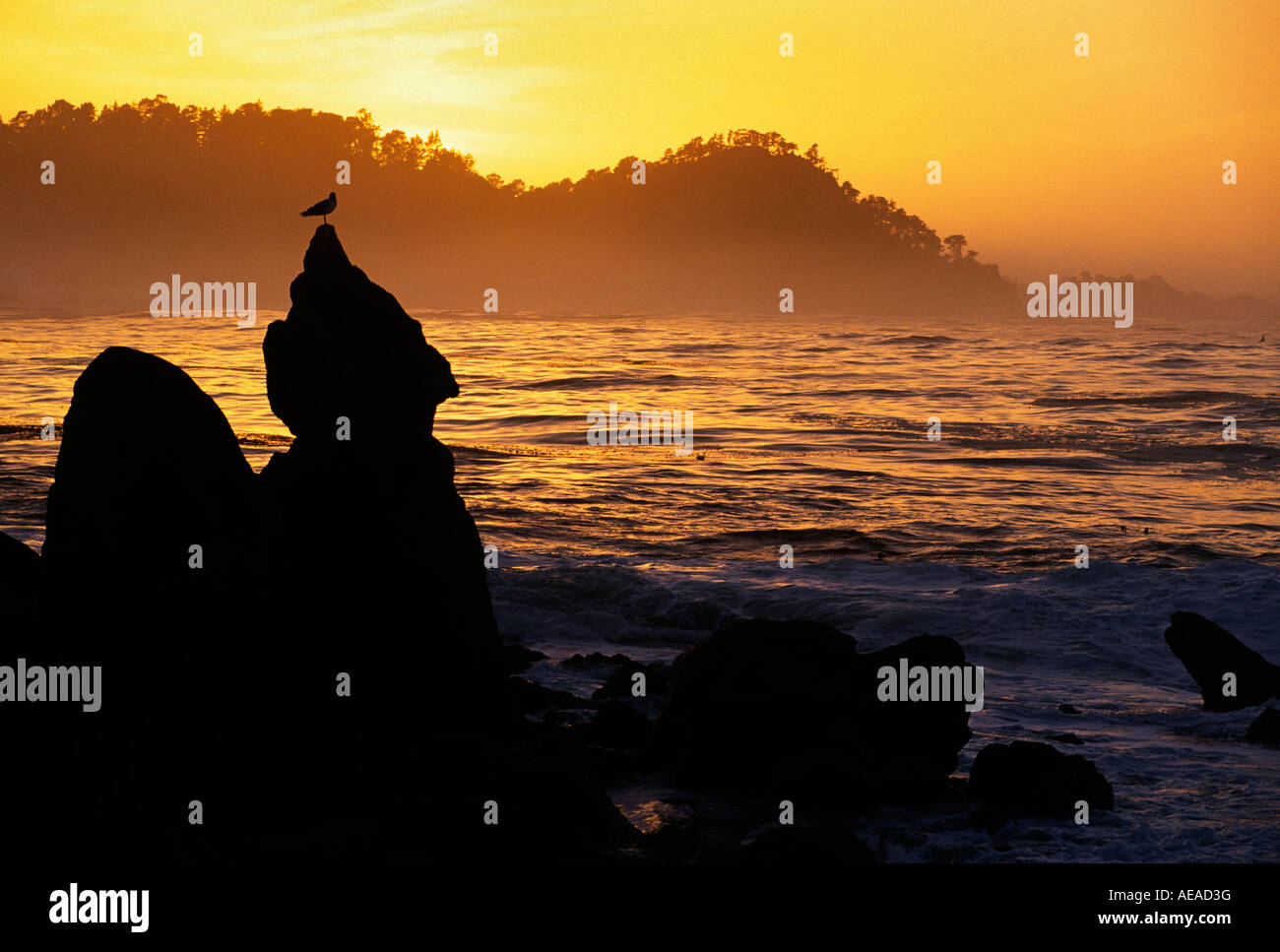 Eine Möwe Familie Laridae thront auf einem Felsen bei Sonnenuntergang am POINT LOBOS STATE PARK CARMEL Kalifornien Stockfoto
