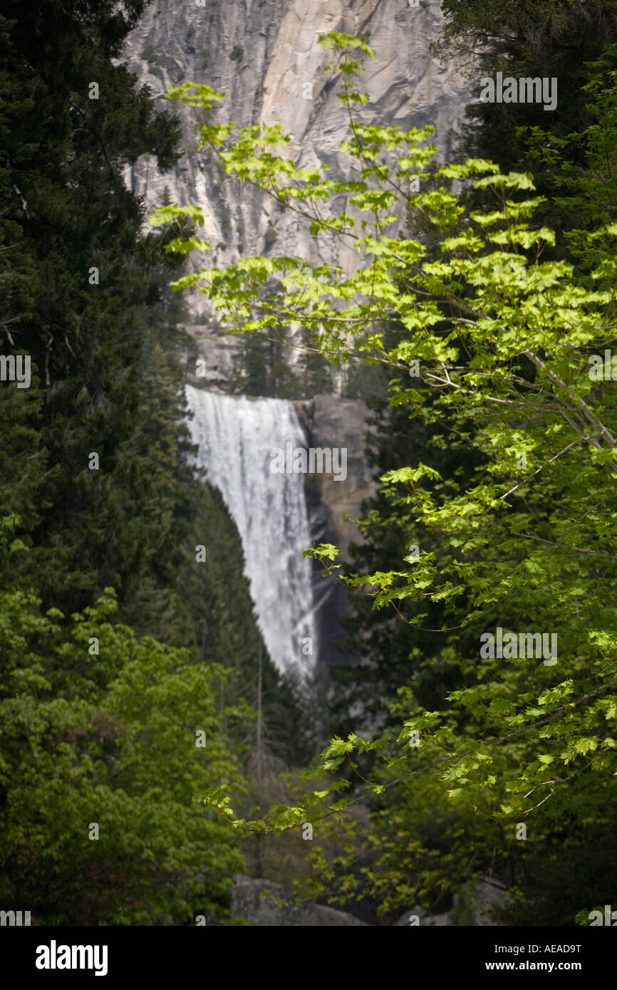 VERNAL FALLS und AHORNBÄUME mit frischen Frühling lässt YOSEMITE NATIONAL PARK in Kalifornien Stockfoto