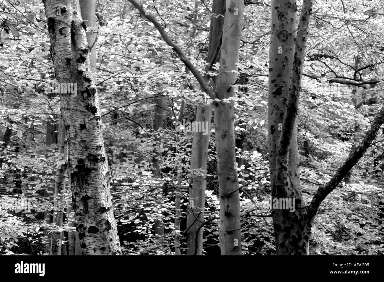 Bäume im Wald Detail abstrakte schwarz-weiß helle Farbtöne Stockfoto