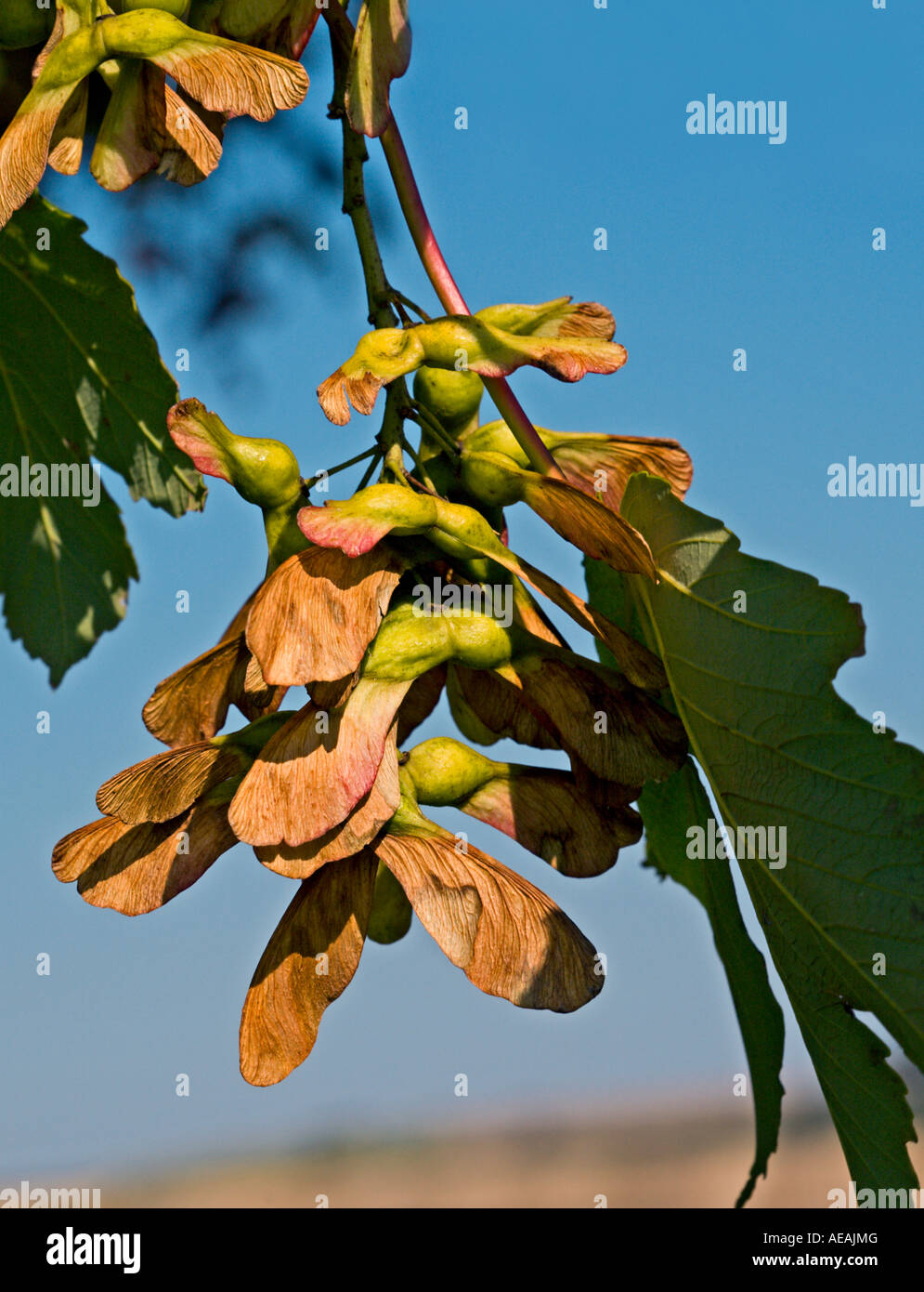 Ahorn Samen am Baum Stockfoto