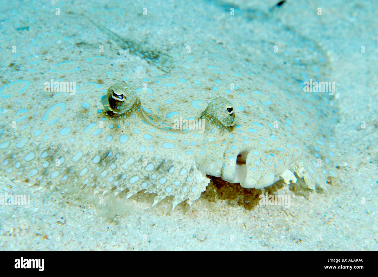 Peacock Flunder an einem Riff in Kaimaninseln Cayman Brac Stockfoto