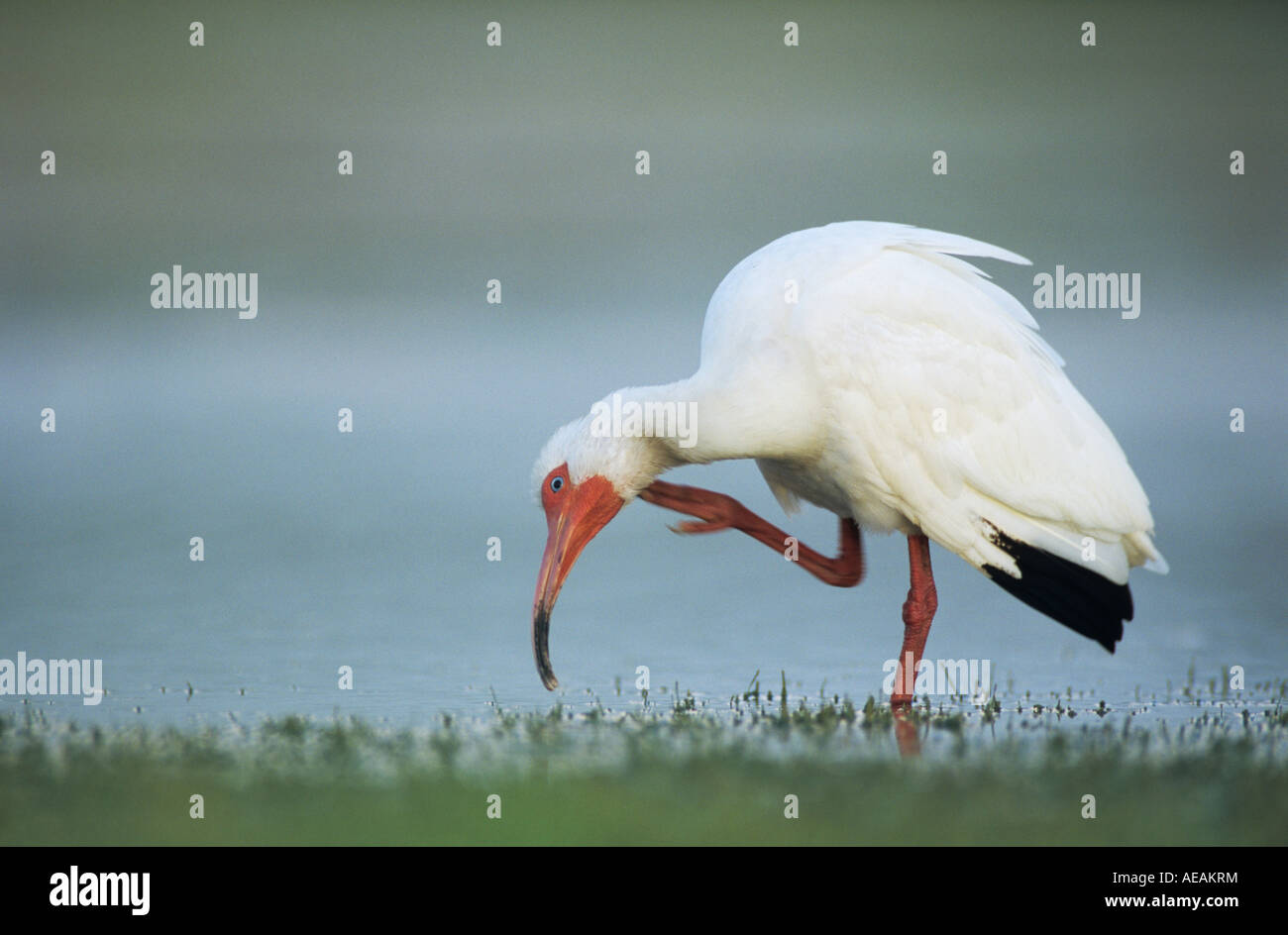 Weißer Ibis Eudocimus Albus Erwachsenen Schweißer Wildlife Refuge Sinton Texas USA Juni 2005 Stockfoto