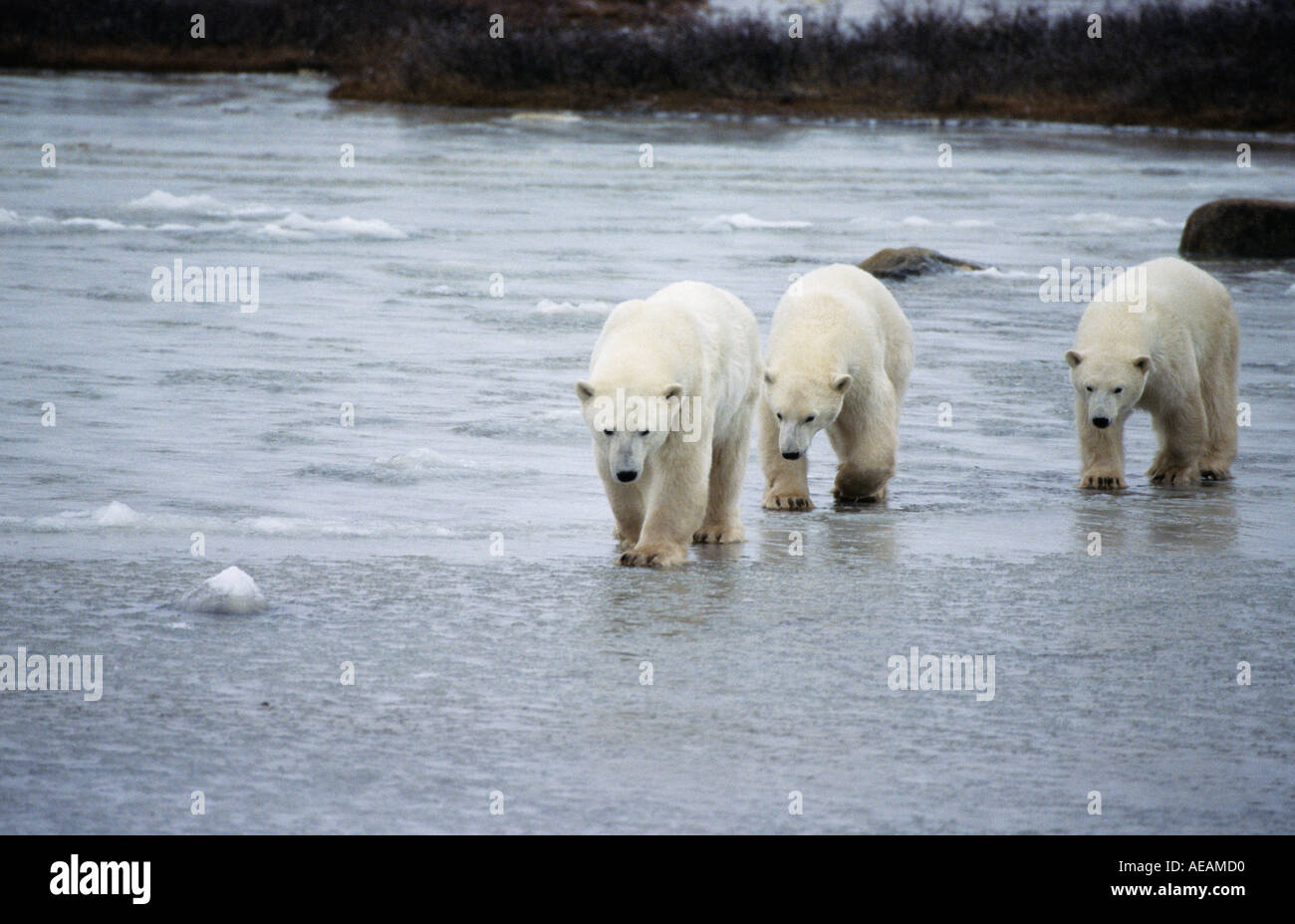 Eisbär Familie Stockfoto