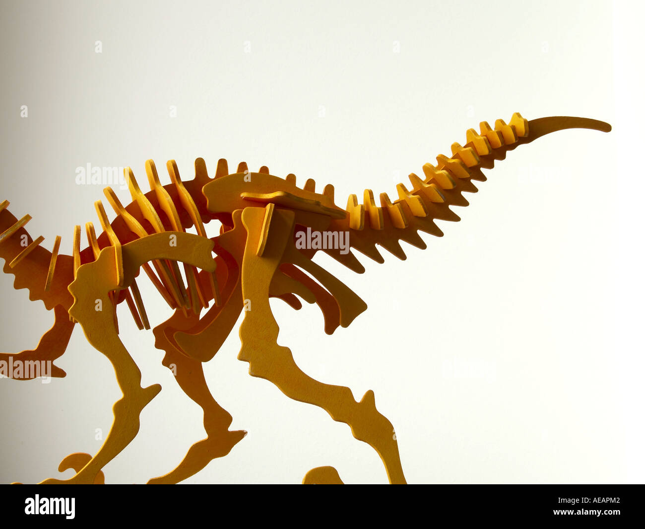 Velociraptor Dinosaurier Skelett Holzmodell Stockfoto