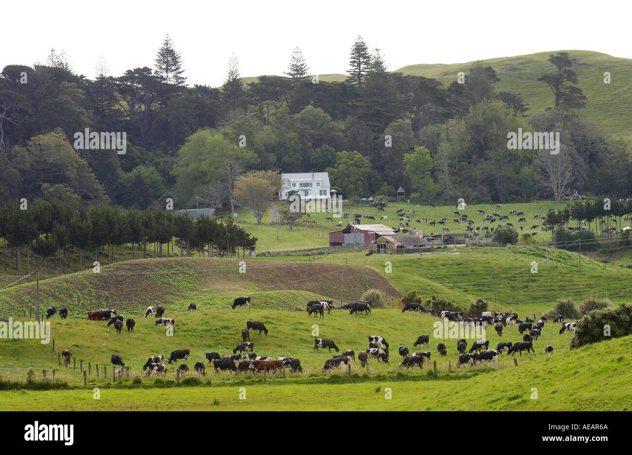 Traditionelle Homestead und Bauernhof mit Rindern Nordinsel Neuseeland Stockfoto