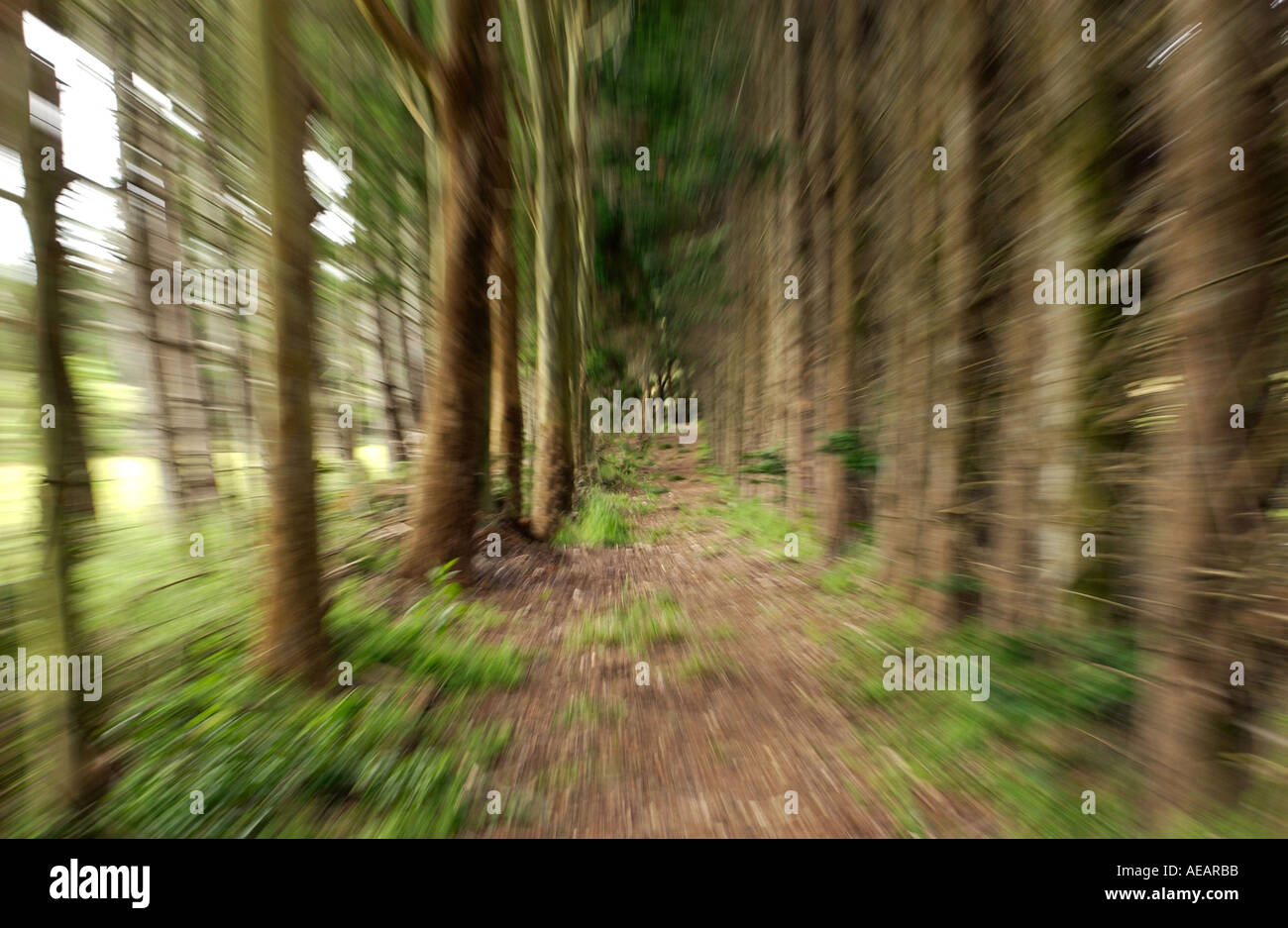 Rauschen durch den Wald von Nadelbäumen Neuseeland Stockfoto