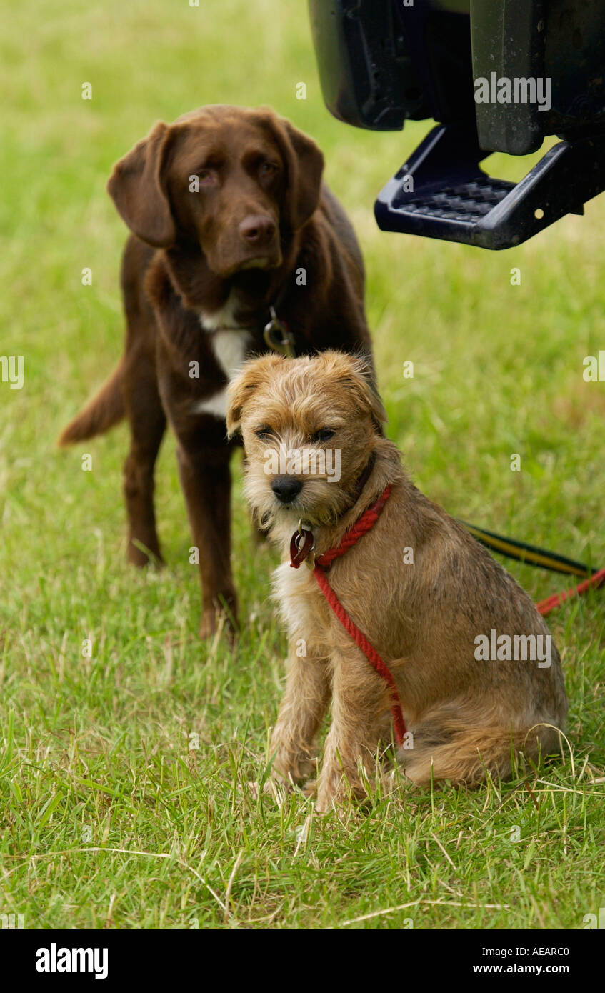 Hund-Kumpels warten geduldig auf ihre Besitzer auf einer Land-Veranstaltung in Oxfordshire Stockfoto