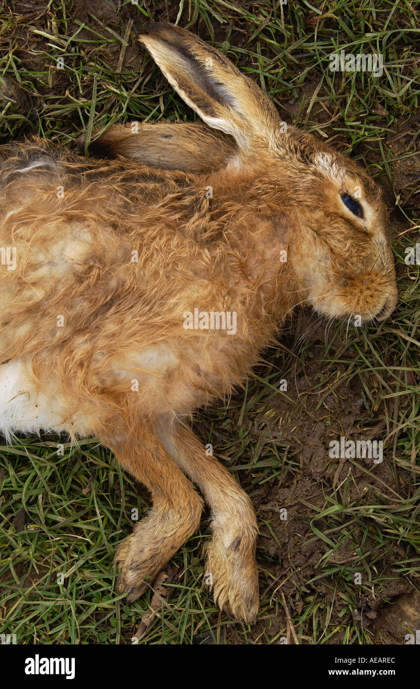 Toten Hasen in einem Feld-Oxfordshire-England Stockfoto