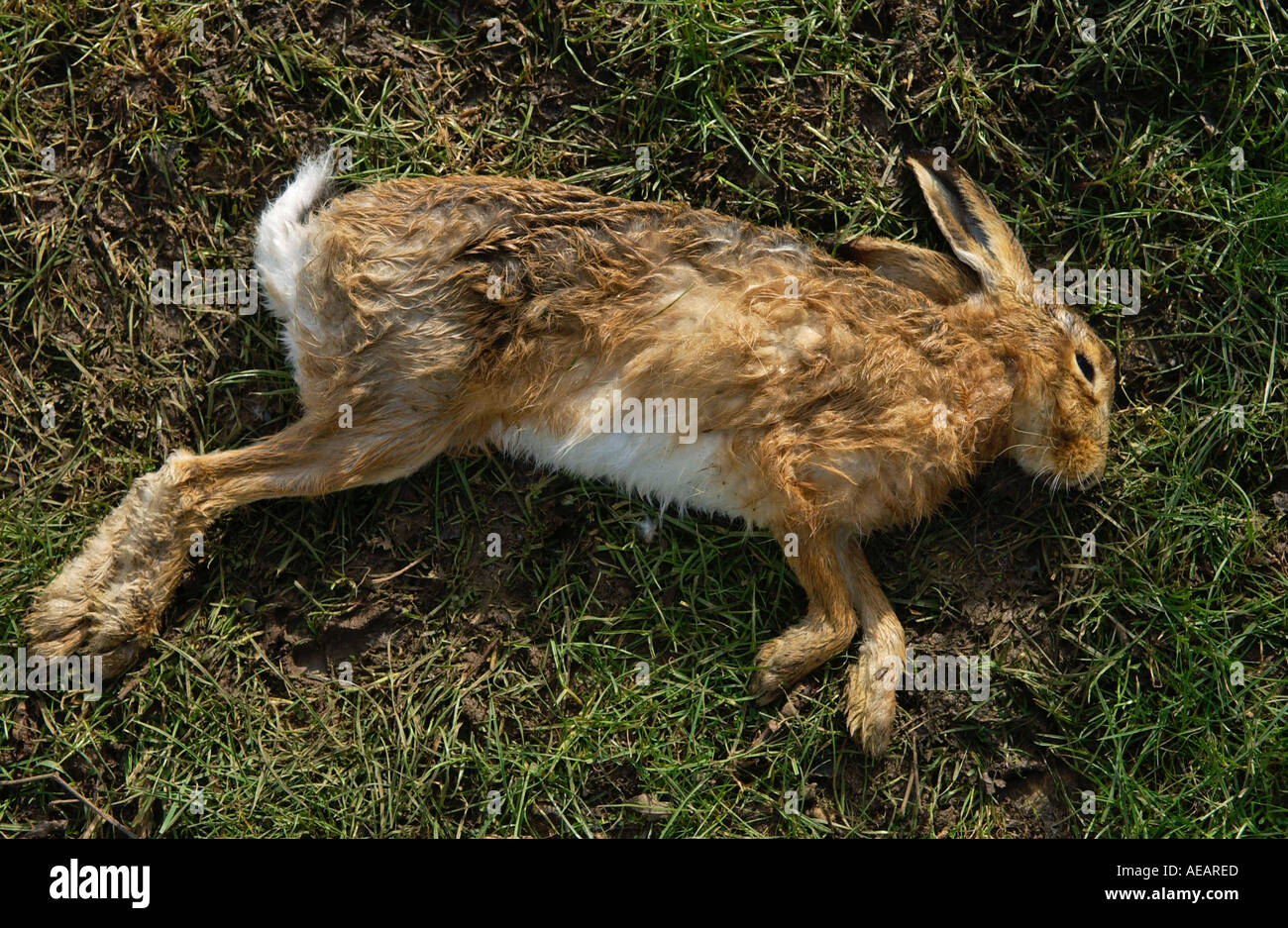 Toten Hasen in einem Feld-Oxfordshire-England Stockfoto
