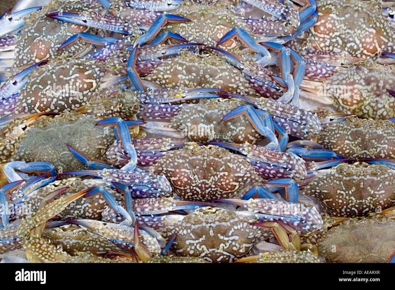 Blaue Krabben zum Verkauf auf dem Markt in Thailand Stockfoto