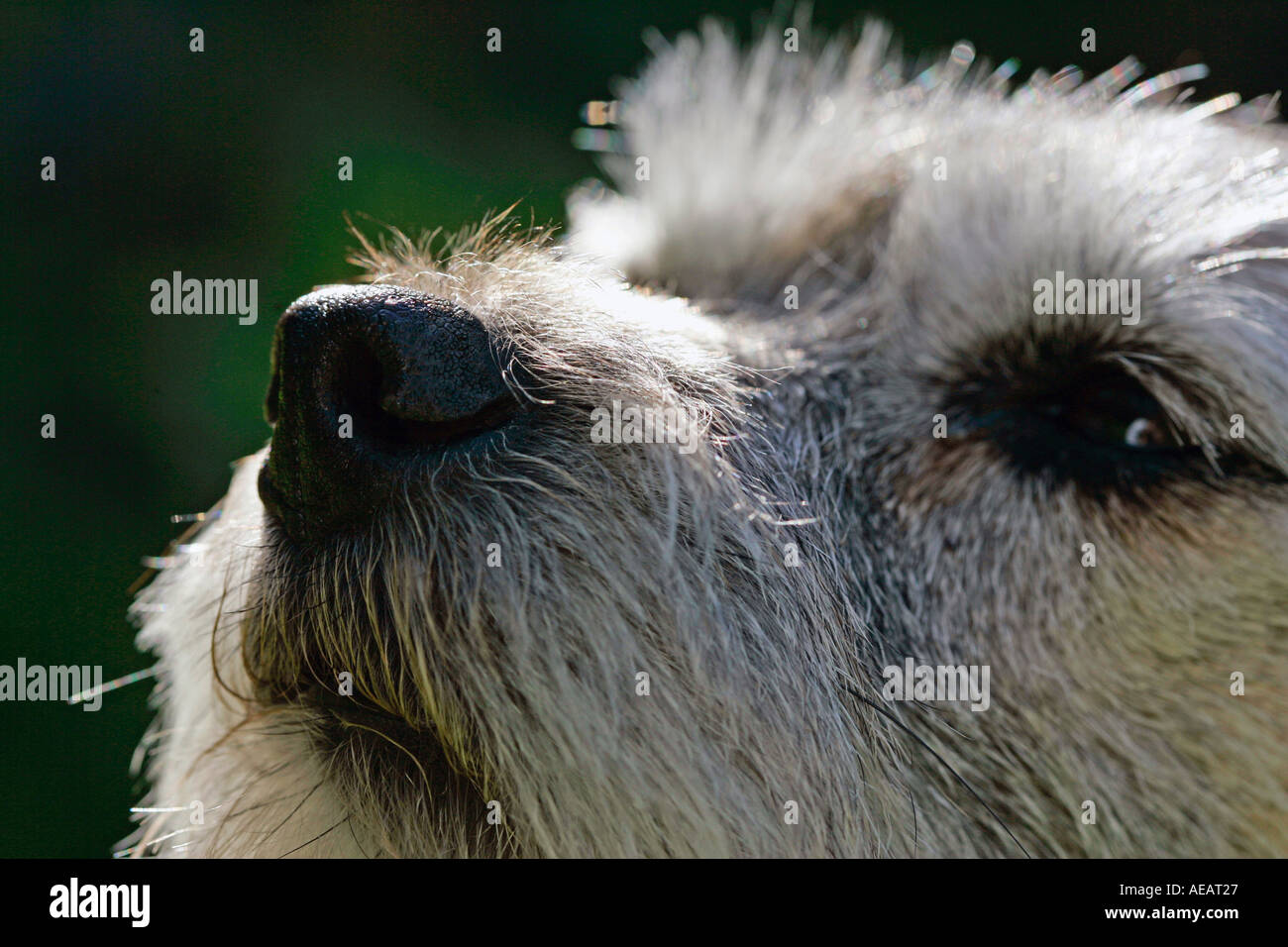Border Terrier Hund schnuppern England Stockfoto