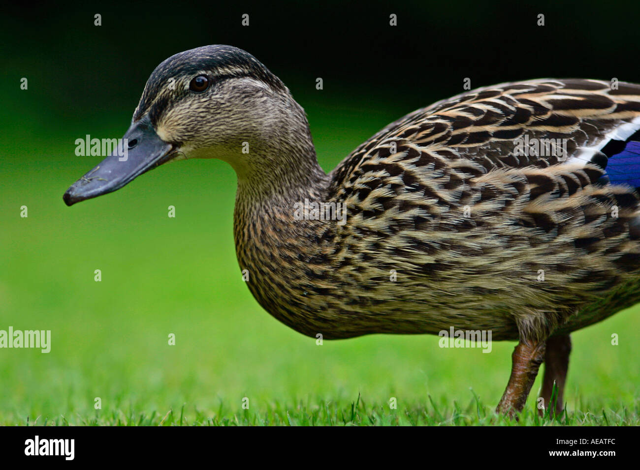 Mallard duck England Stockfoto
