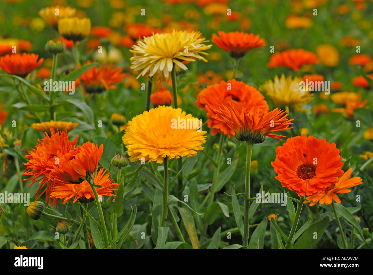 Ringelblume, englische Ringelblume (Calendula Officinalis), Blumen Topf Stockfoto