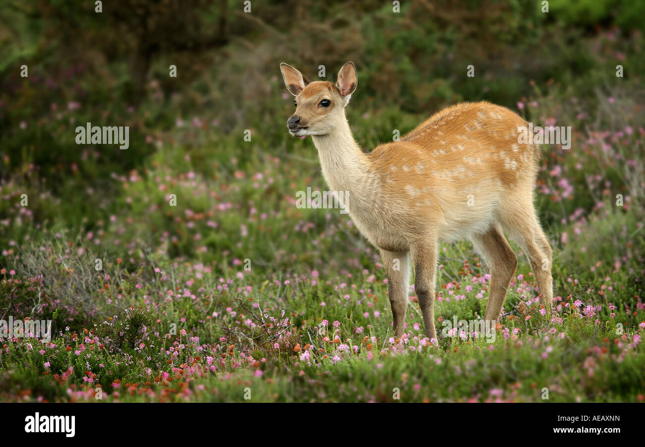 Sika Rotwild (Cervus Nippon) Kalb im Heidekraut Stockfoto