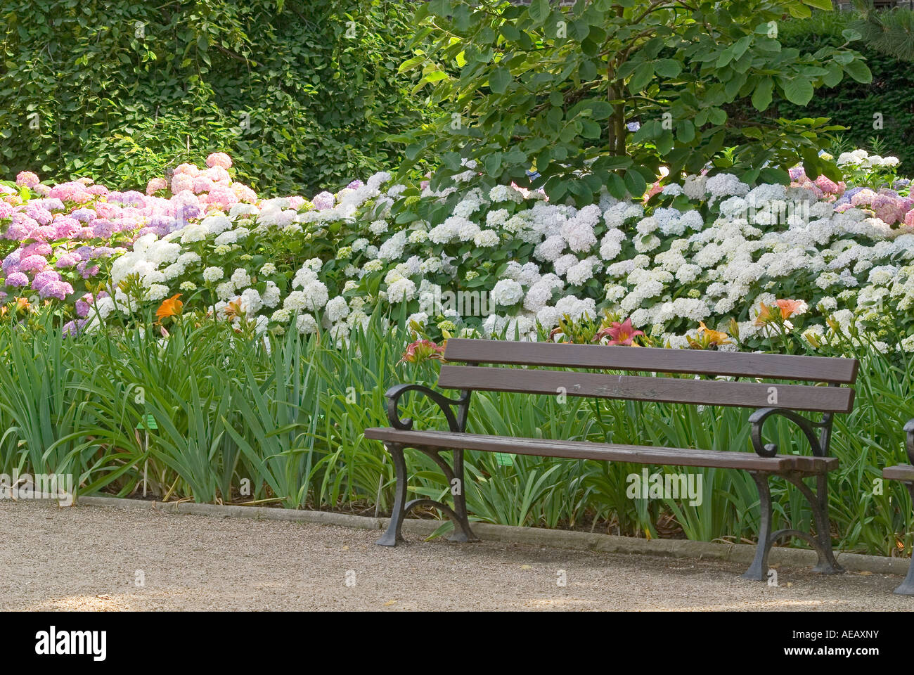 Park Bench und blühenden Hortensien Stockfoto