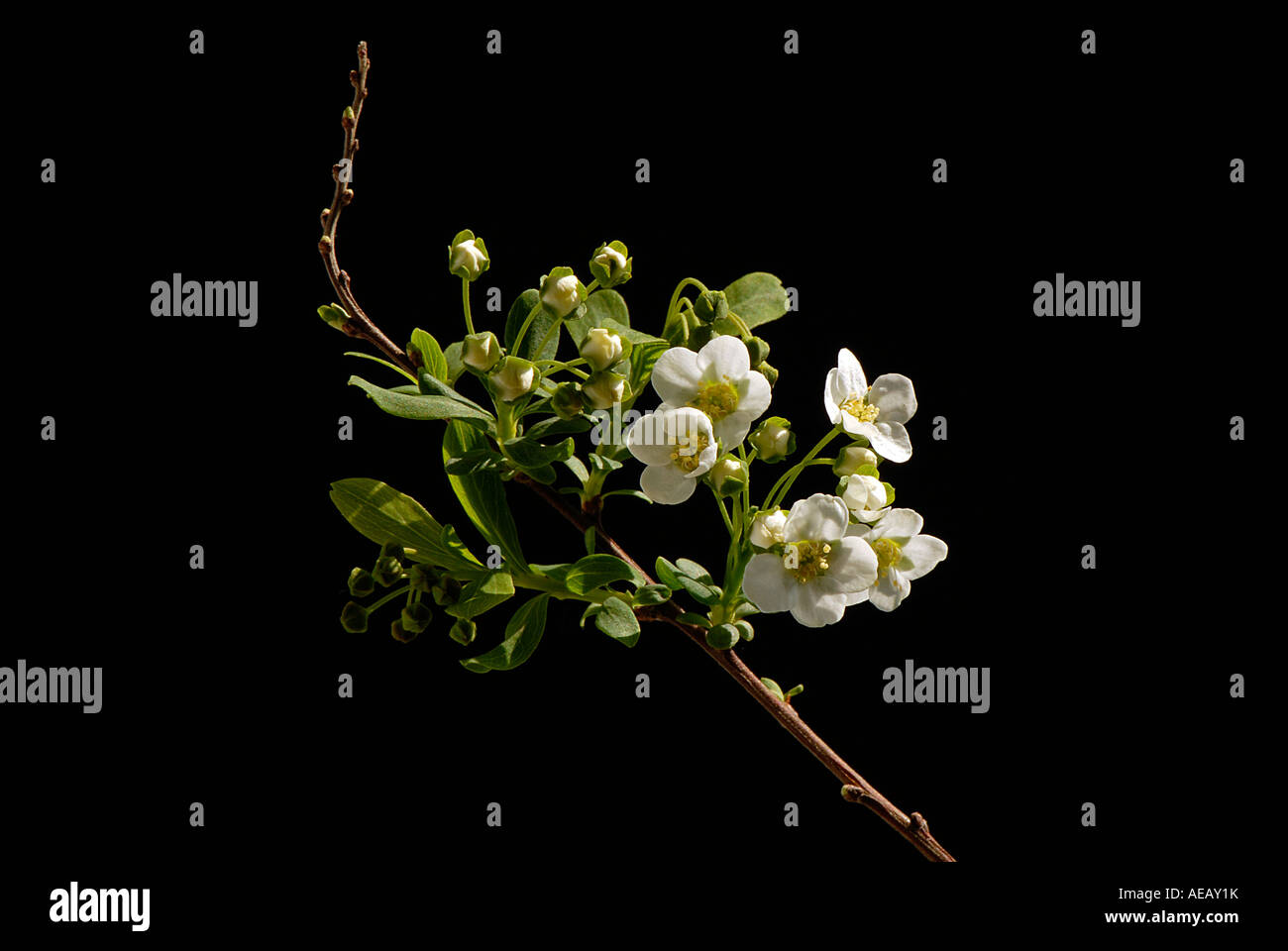 Einen einzigen Stamm Spiraea Mischpflanzungen Trivialname Brautkranz oder Schaum Mai. Stockfoto