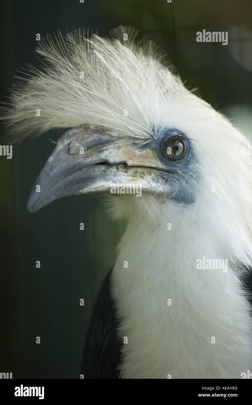 Weiß gekrönt Hornbill Aceros comatus Stockfoto