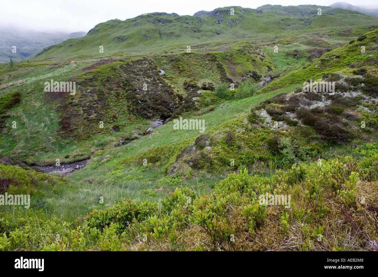Ben Lawers Nature Reserve Schottland zeigt reichen Flora in Gehäuse und stark beweidet Gebiete außerhalb UK Stockfoto