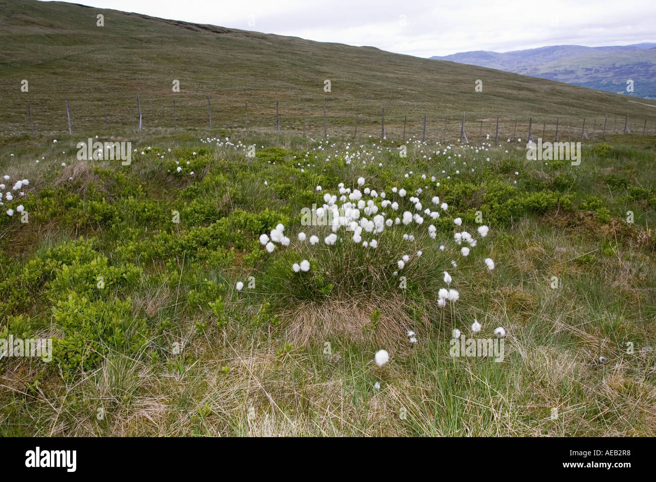 Ben Lawers Nature Reserve Schottland zeigen, Wollgras und andere reiche Flora in Gehäuse und stark beweidet Gebiete außerhalb Stockfoto