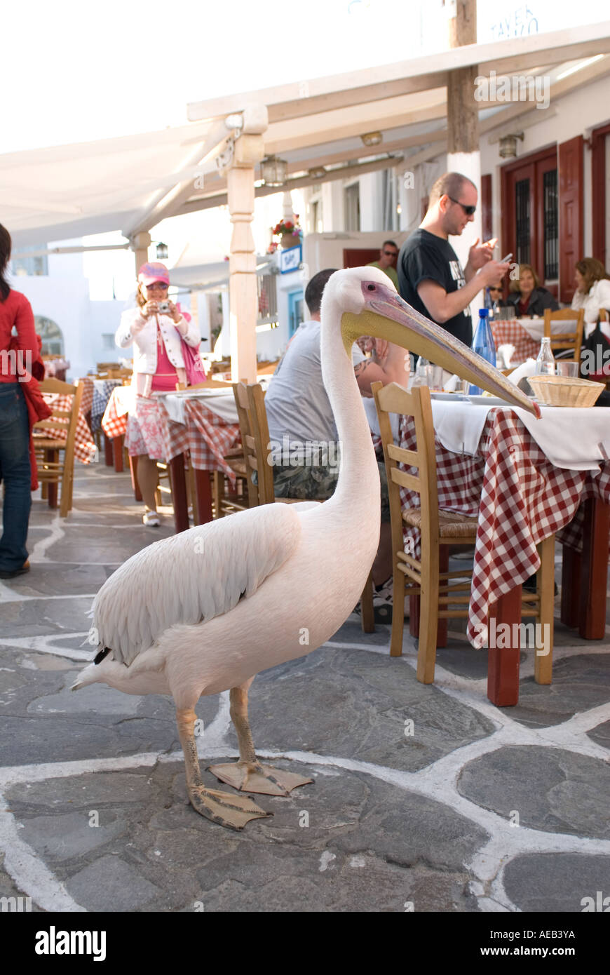 Pelikan aufwachen um Außenrestaurant, Mykonos, Griechenland Stockfoto