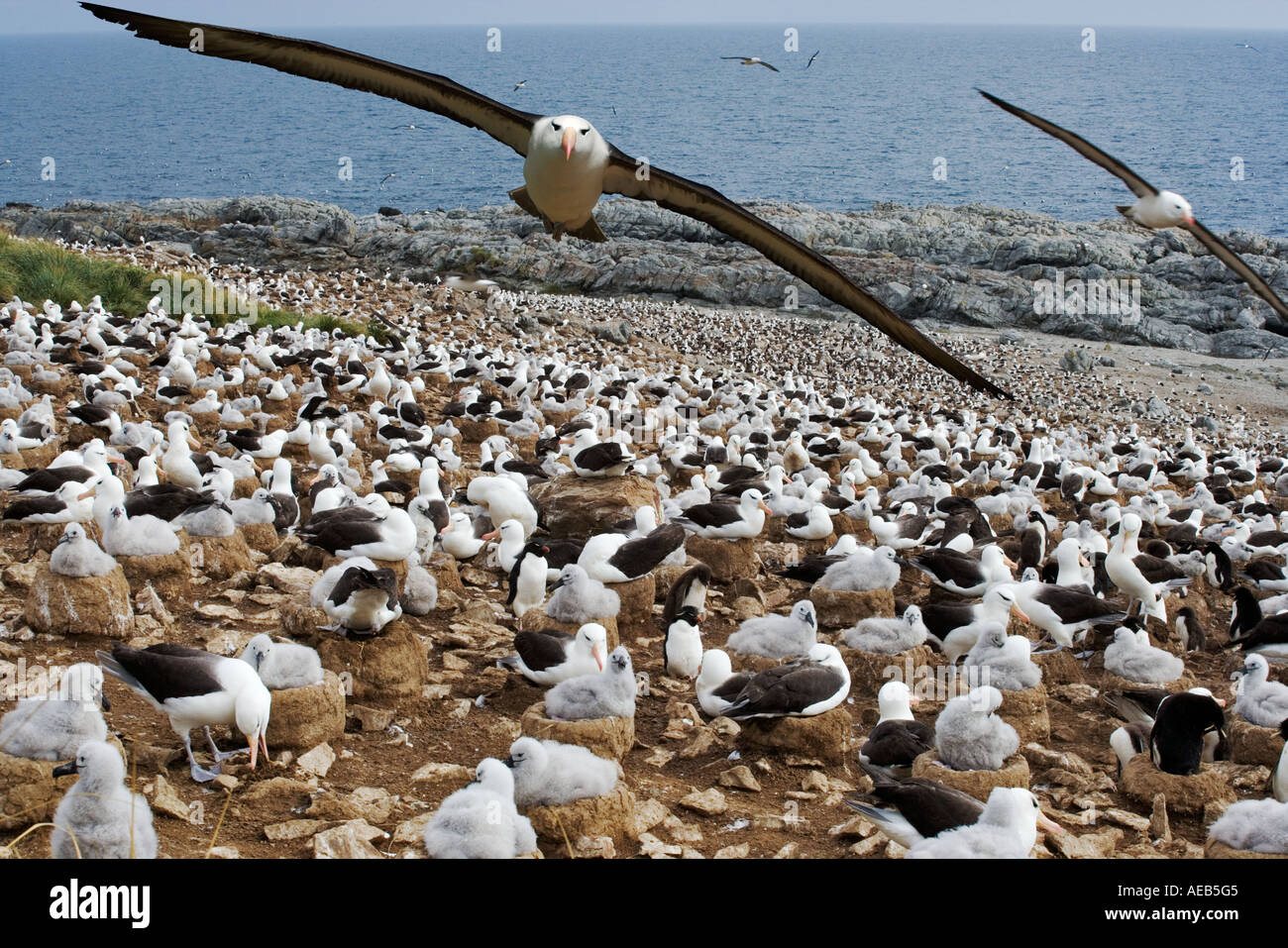 Black-Browed Albatros Diomedea Melanophris Erwachsenen fliegen über große Kolonie.  Steeple Jason Island Falkland Dist Zirkumpolare Stockfoto