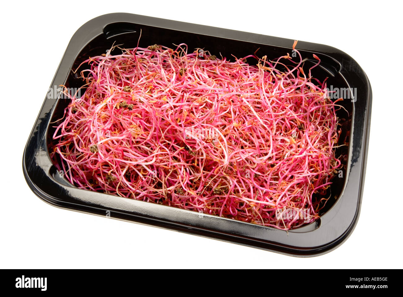 NEUE rote Beete rote Beete Salat essen moderne schwarz Futternapf ist natürliche ROSABI Sprossen Samen ausgehen. Stockfoto