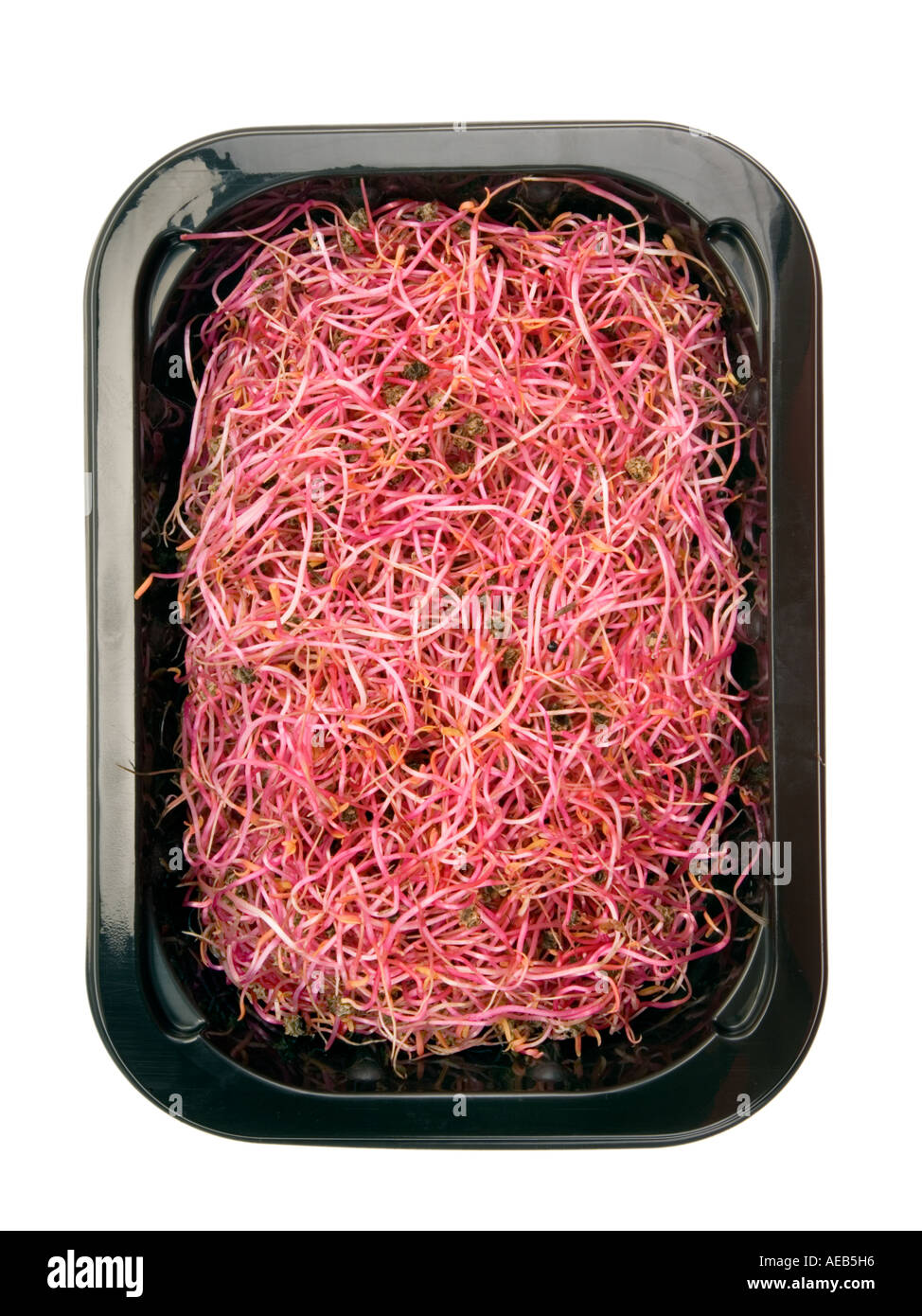 NEUE rote Beete rote Beete Salat essen moderne schwarz Futternapf ist natürliche ROSABI Sprossen Samen ausgehen. Stockfoto