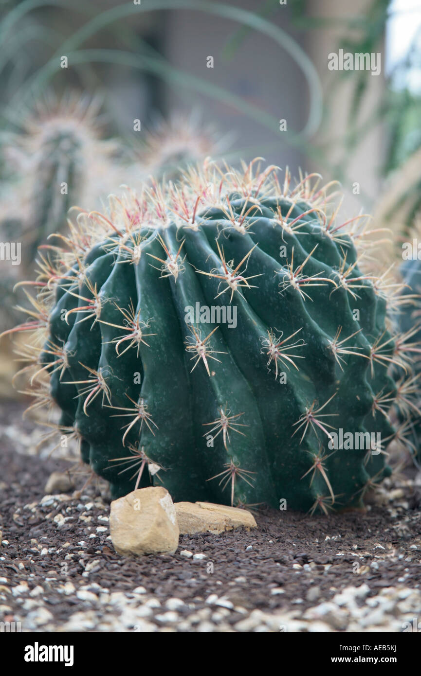 Der Fischhook Barrel Cactus (Ferocactus wislizeni) im Spätsommer in Großbritannien Stockfoto