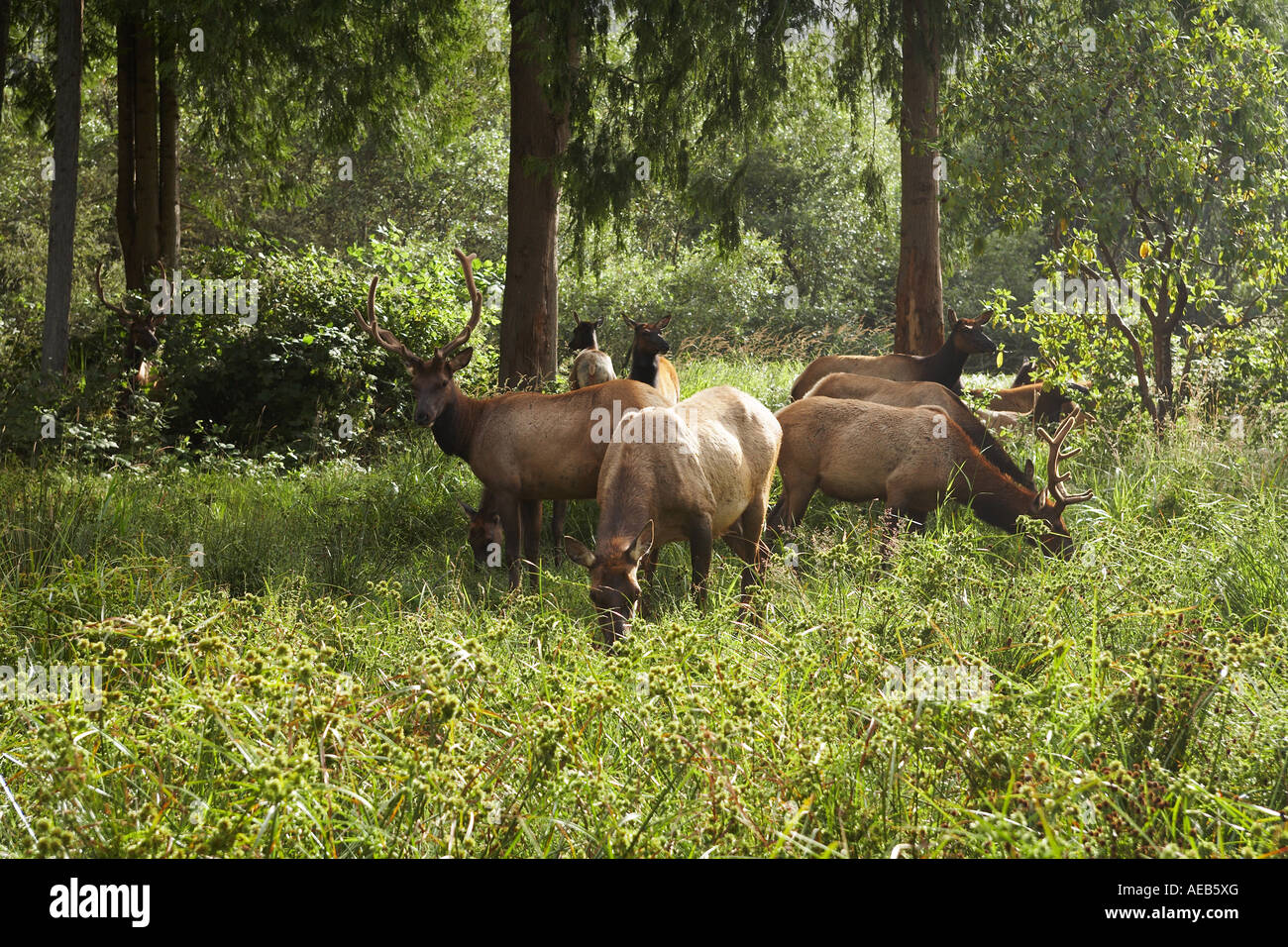Gruppe von Lyck im Redwood National und State Parks, Nord-Kalifornien USA Stockfoto