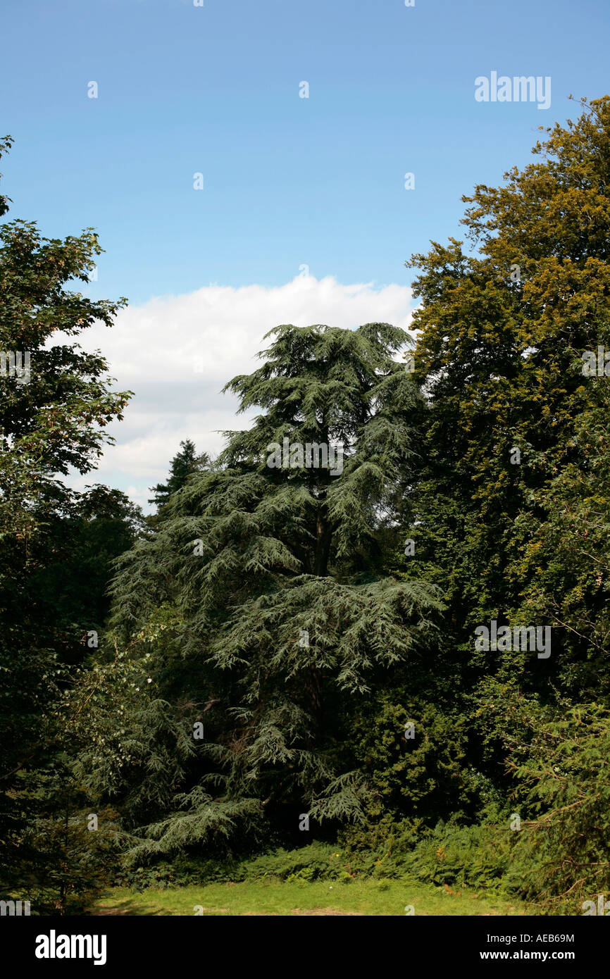 Nadelbaum im englischen Landgarten im Spätsommer Stockfoto