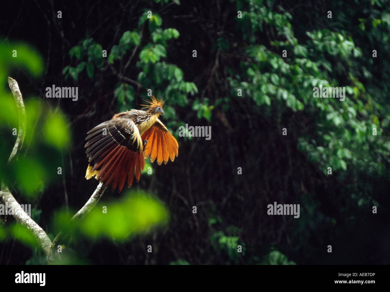 Hoatzin - Amazonasbecken, Beni Bolivien Stockfoto