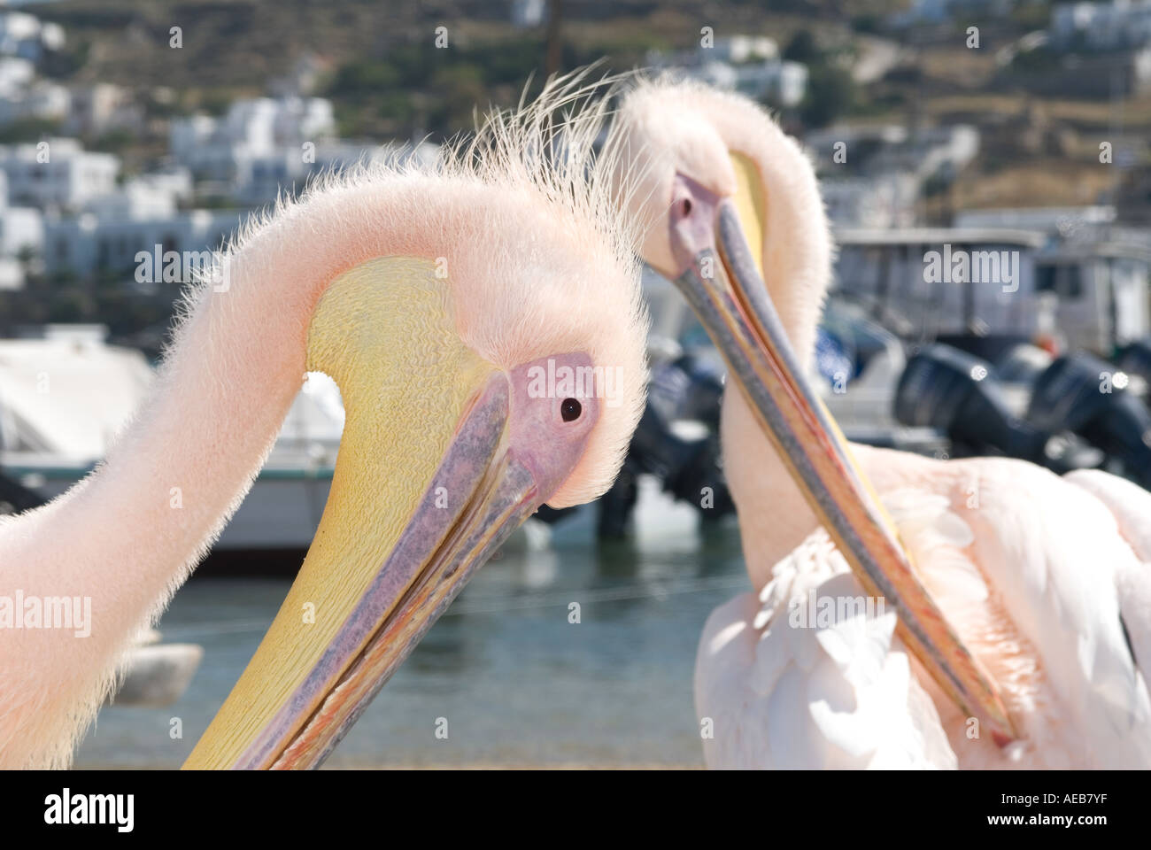 Eine Familie der Pelikane Leben auf der griechischen Insel Mykonos Stockfoto