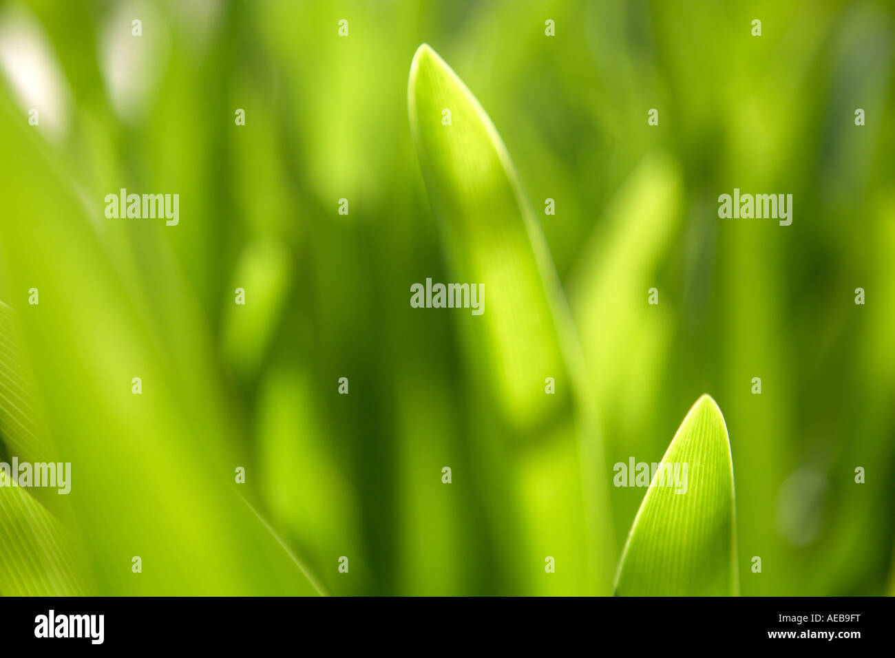 Grass Stockfoto
