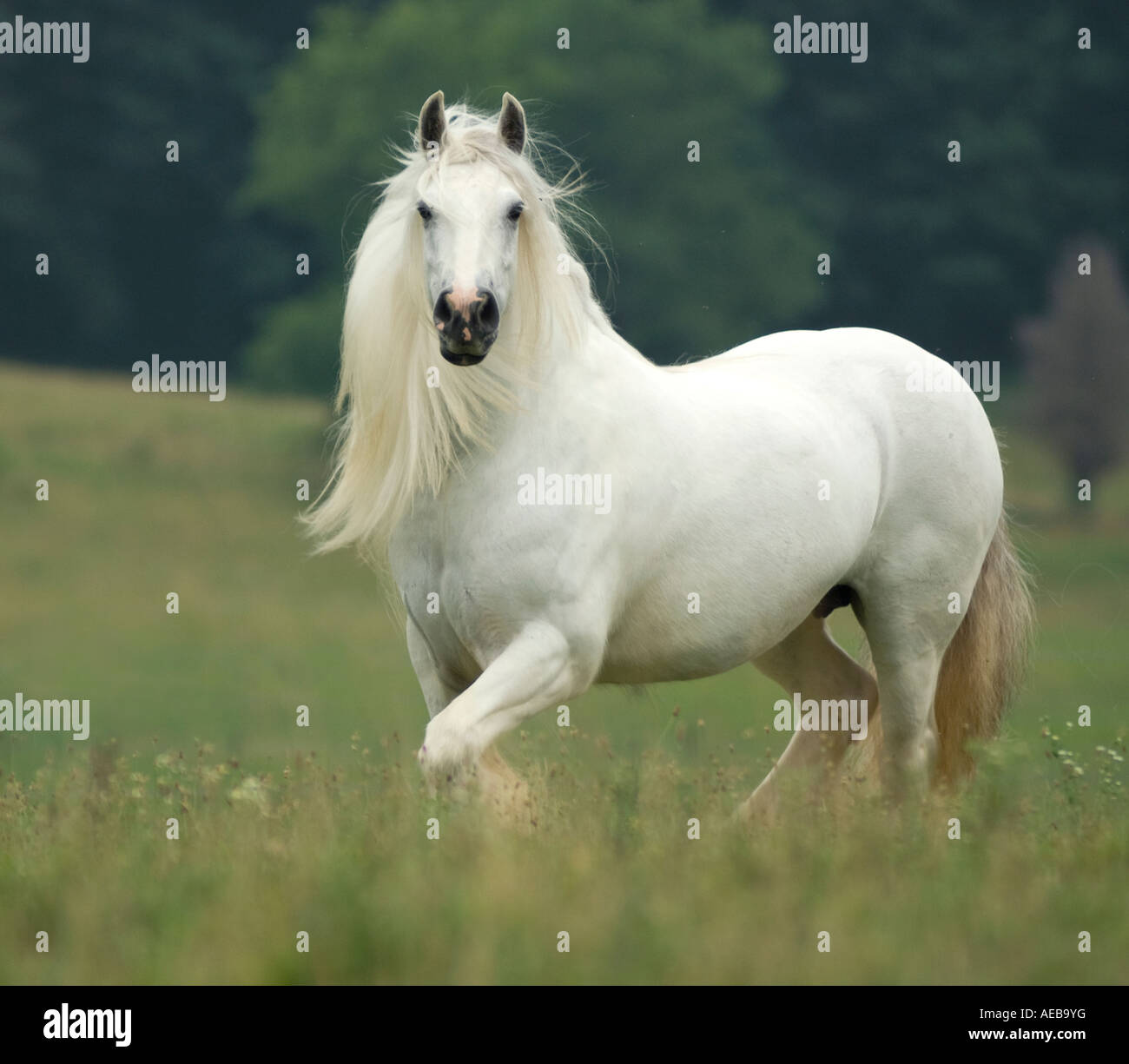 Gypsy Vanner Pferd Stute Stockfoto