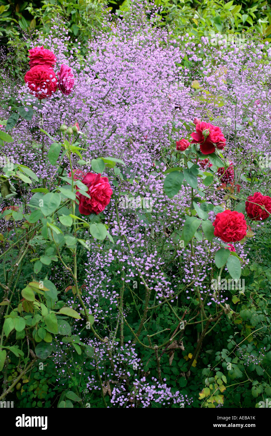 Im Spätsommer blühen im englischen Rosengarten tiefe rosafarbene Rosen unter dem Atem von Lila Baby (Gypsophila) Stockfoto