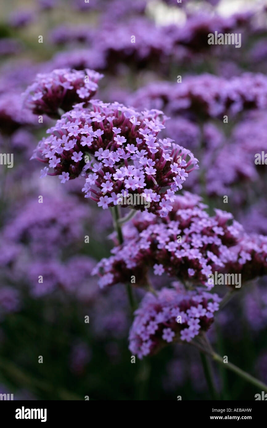 Verbena bonariensis in der Blüte im Spätsommer in Großbritannien Stockfoto