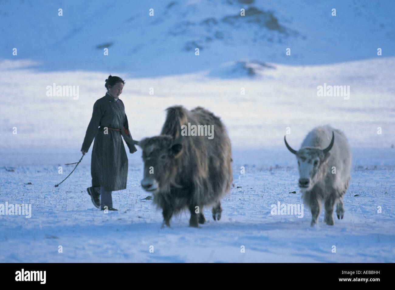 Yak-Herden weißer See Mongolei Stockfoto