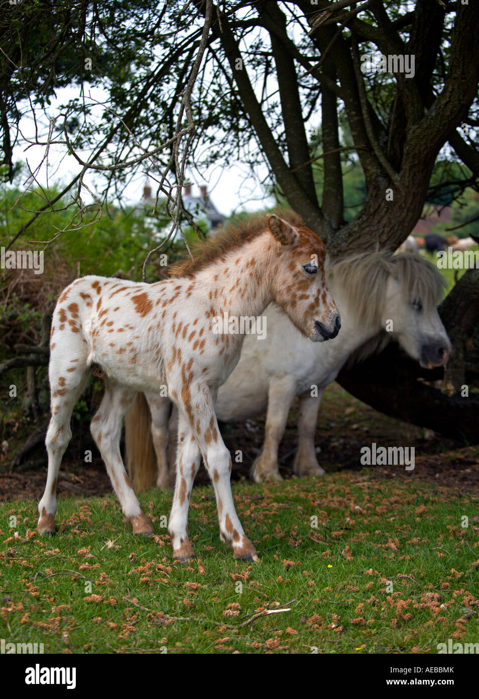 Appaloosa Pony Fohlen mit Mutter, New Forest, Hampshire, England Stockfoto