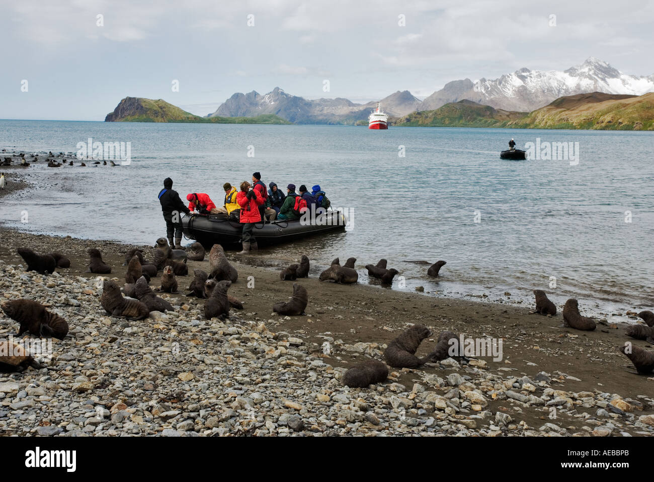 Antarktischen Seebären und Touristen im Tierkreis mit Kreuzfahrt Schiff G A P Abenteuer M S Explorer im Hintergrund. South Georgia Island Stockfoto