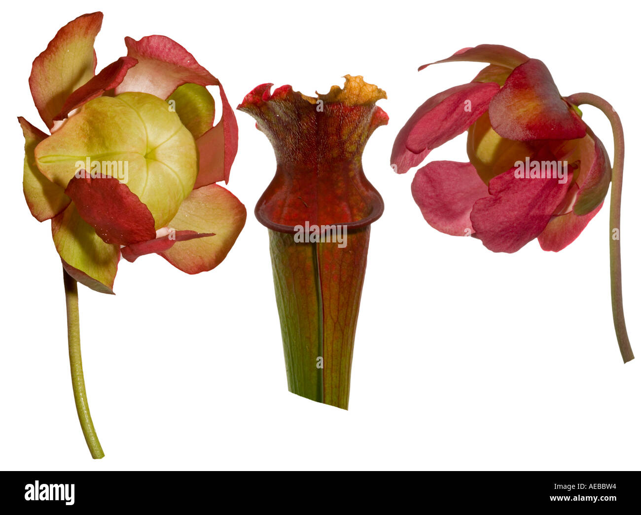 Kannenpflanze Ausschnitt. Flowerheads auf Stammzellen Krug Surrey England Stockfoto