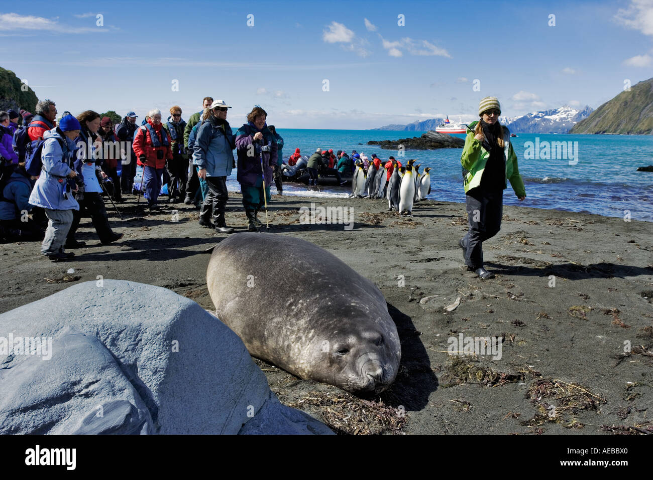 Southern Elephant seal mit Touristen Mirounga leonina South Georgia Island Stockfoto