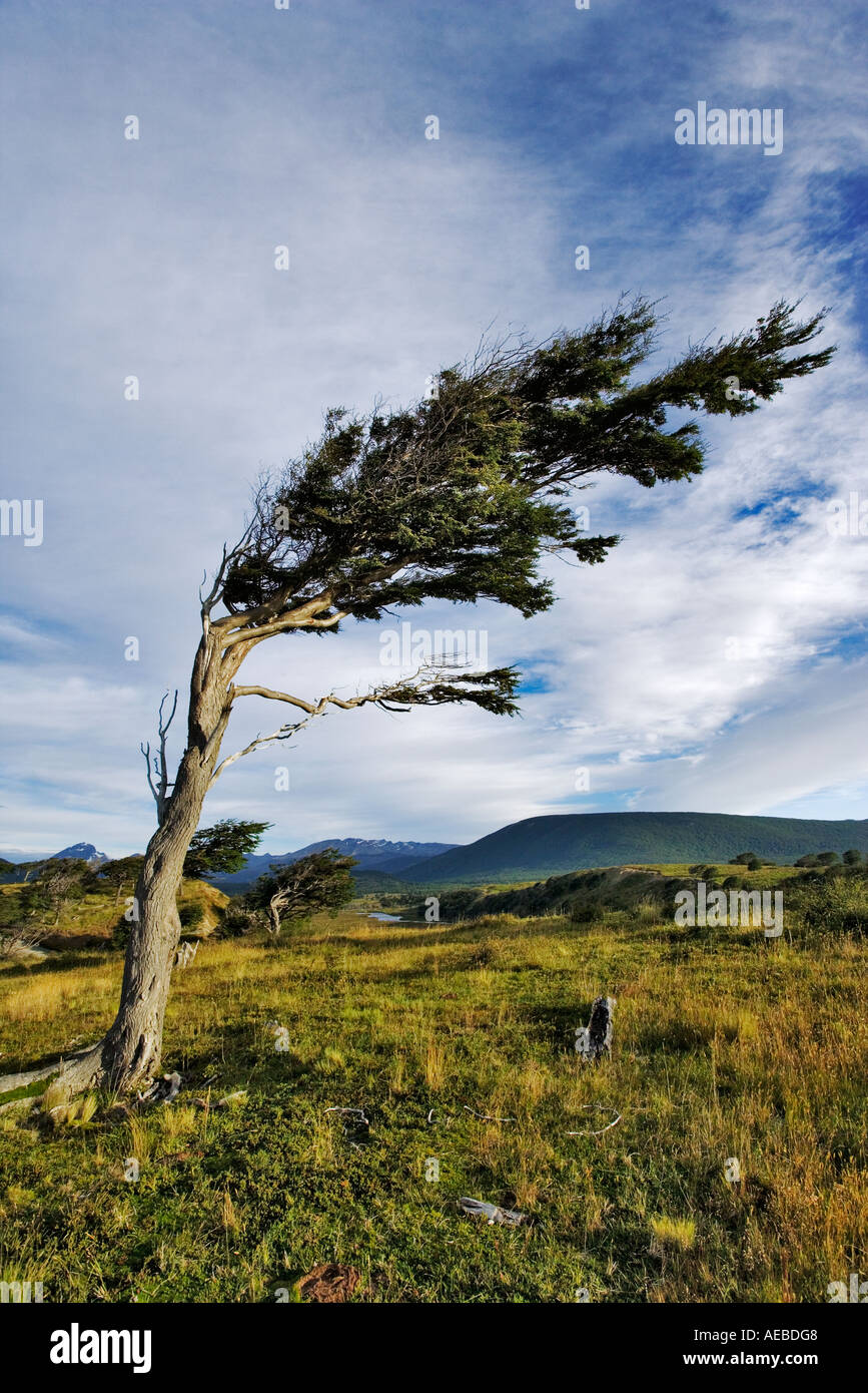 Kennzeichnen Sie Baum (Antología Bandera) Tierra Del Fuego Argentinien Südamerika Stockfoto