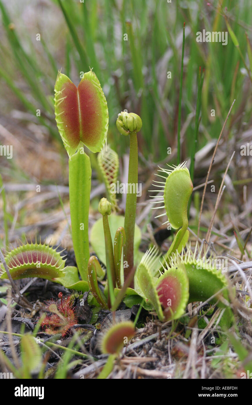 Venusfliegenfalle Dionaea Muscipula offen und geschlossen fallen südöstlichen USA fotografiert im natürlichen Lebensraum Stockfoto