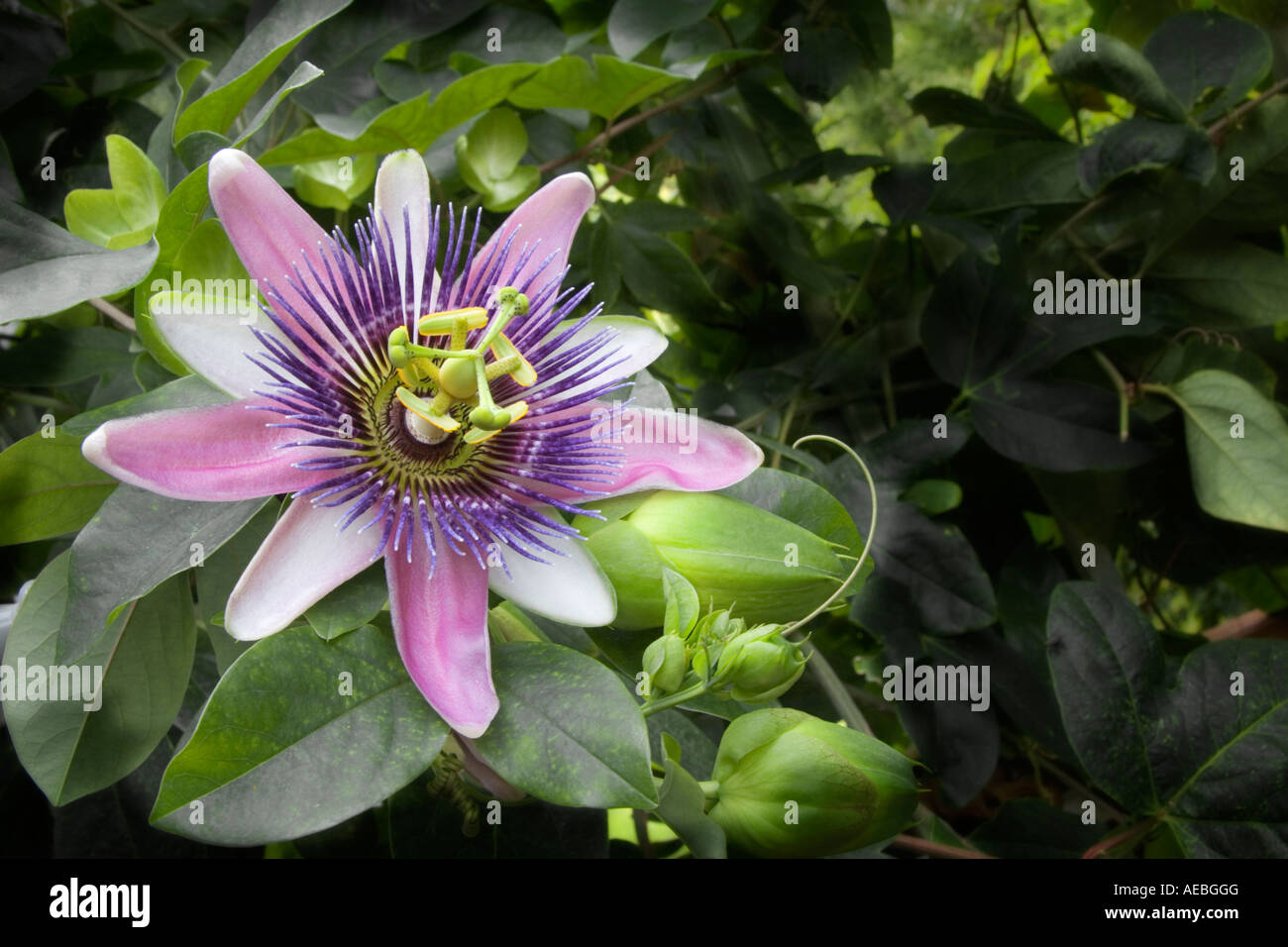 Schuss von Passiflora Blume Nahaufnahme Stockfoto