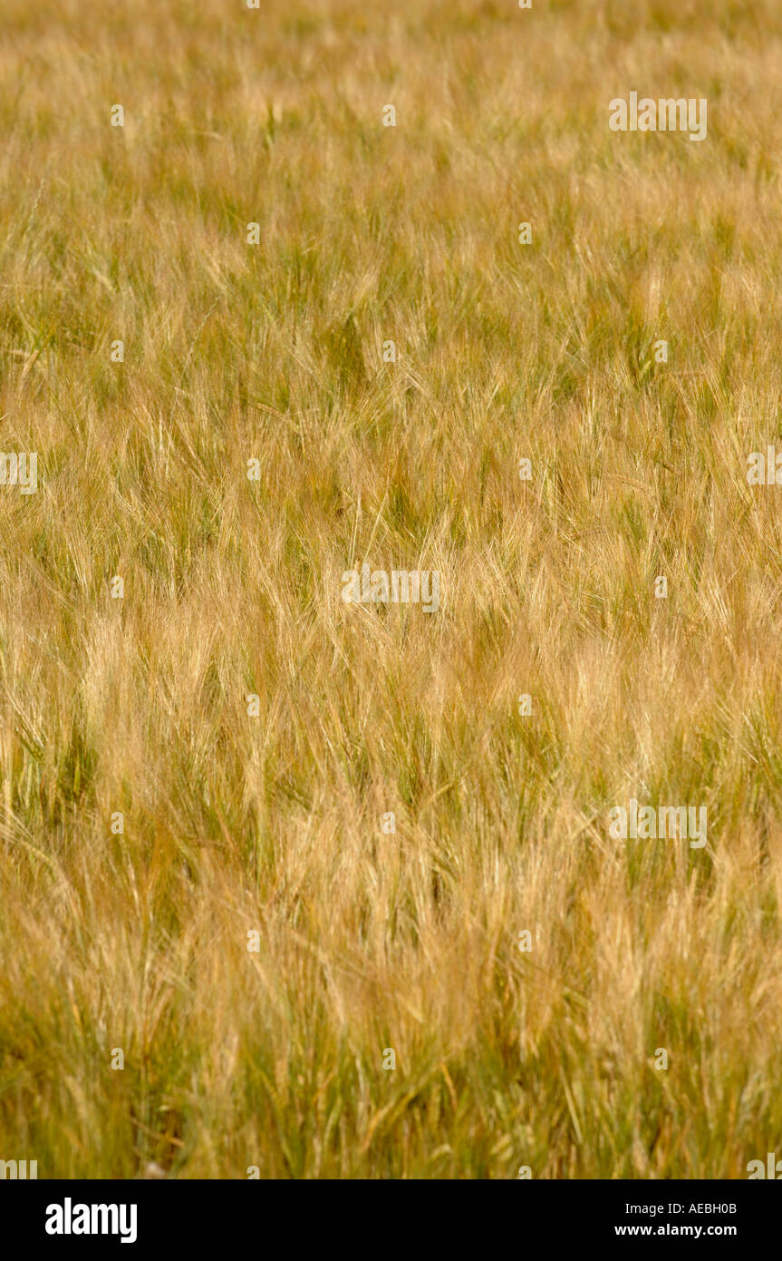 Weizenfeld Stockfoto